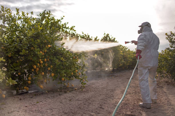 Best Termite Control Services  in Bunnell, FL
