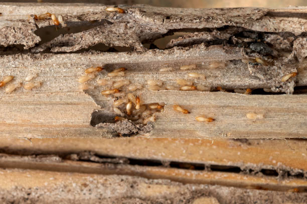 Best Affordable Pest Control Services  in Bunnell, FL